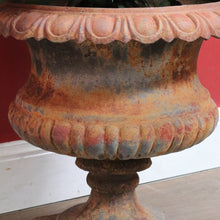 Load image into Gallery viewer, Antique Cast Iron Medici-style Campana shaped Garden Urn Pot Planter B13001