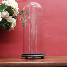 Load image into Gallery viewer, Antique French Napoleon III Glass Cloche or Bell Jar on Black Painted Timber Base. B12314
